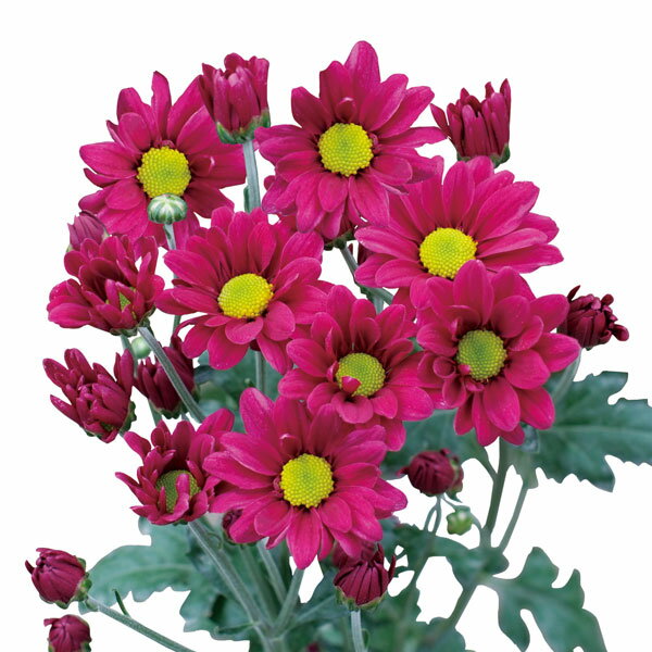 楽天市場】菊（花の苗物｜苗物）：ガーデニング・農業<花・ガーデン