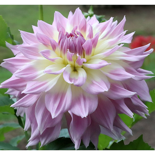 球根/[26年3月中下旬予約]ダリアの球根：（大輪）天映1球