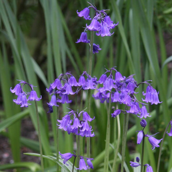 [26年2月中下旬予約]シラー：イングリッシュブルーベル 1球植え3号ロングポット