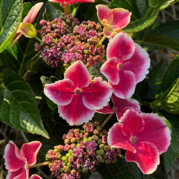 花木 庭木の苗/[26年2月中下旬予約]アジサイ：バリハイ3号ポット