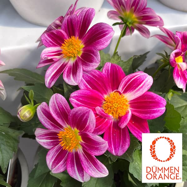 草花の苗/[26年3月中下旬予約]ダリア：サマービーズ・パープルバイカラー3.5号ポット