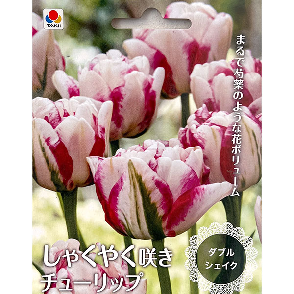 小型 しゃくやく咲き 秋植え球根球根/[26年9月中下旬予約]チューリップ（八重咲き）：ダブルシェイク 3球入り美しい八重咲き品種の中でも特に華やかな色合いの品種をセレクト！まるで芍薬のような花ボリュームです。「ダブルシェイク」は色が変化する2色咲きの八重咲きチューリップ。咲き始めは薄黄色で、咲き進むとともに花弁の縁からローズが入り、後半になると白とローズピンクの2色咲きになります。原産地地中海沿岸〜中央アジアタイプユリ科の球根植物植え時10-12月開花時期4-5月頃草丈約30-40cm用途鉢植え、庭植え、切り花栽培方法：日当たりのよい場所で、よく耕した土に化学肥料等をまぜ、球根の高さの3倍ほどの深さに植えます。一定期間低温に当たることで開花しますので、鉢植えでも冬は戸外の寒い場所で管理してください。また、水切れすると花が咲かなくなりますので、冬もたっぷり水をやってください。（沖縄地域では花が咲かないことがありますので、ご注意ください）チューリップは球根の方向をそろえて植えると葉の出る方向が揃い、たくさんの球根を美しく寄せ植えできます。※球根の作柄により、お届けができなくなる場合がありますので、あらかじめご了承ください。※球根の表皮が剥けていたり、細かな傷がある場合がございます。生育には支障ありませんので予めご承知おきください。■9月中旬〜9月下旬頃のお届けの予約販売です。・出荷開始予定：2026年9月中旬〜・注文締切日：2026年9月14日（月）午前7時まで・「9月中下旬予約」カテゴリ以外の商品とはご一緒にご注文いただけません。（商品名の頭に「[26年9月中下旬予約]」が付いている商品となります）・ご注文同士をおまとめすることはできません。送料はそれぞれにかかります。・お届け日のご案内は2026年9月15日（火）以降にメールにてお知らせします。お届け日指定はお受けできませんが、曜日や時間帯のご指定は承ります。（受信できるアドレスにてご注文お願いします。）・品種・作柄によりお届け時期が変更になったり、お届けできなくなる場合がございます。[26年9月中下旬予約]チューリップ（八重咲き）：ダブルシェイク 3球入りの栽培ガイドチューリップの球根の植えつけ方法秋植え球根のダブルデッカー植え球根の植付け秋植え球根【秋植え球根】植えつけ深さの目安プランターに何個のチューリップ球根を植えますか？