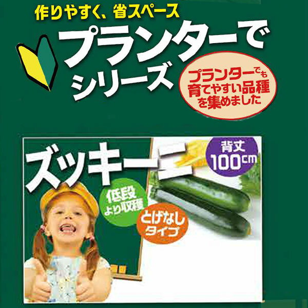 野菜の苗/[26年4月下旬予約]ズッキーニ：プランターで ズッキーニ3号ポット