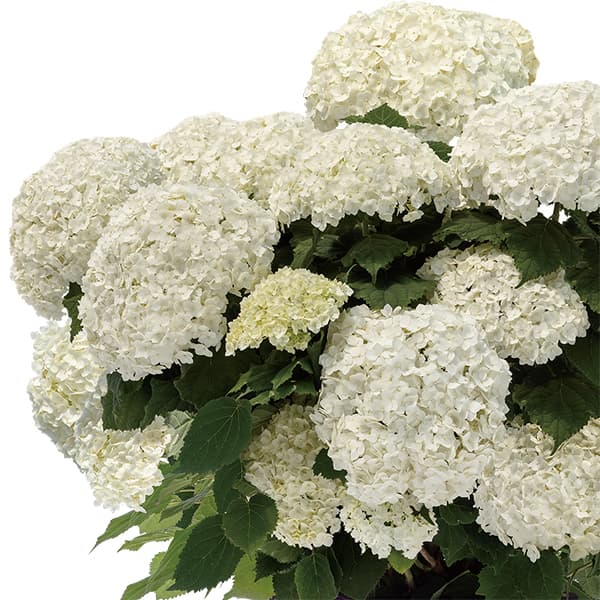 花木 庭木の苗/[26年6月中下旬予約]アジサイ（アメリカ）：フラワーフル4号鉢植え
