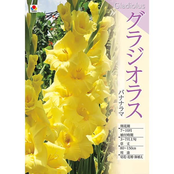 �庬/[26ǯ3���沼��ͽ��]���饸���饹���Хʥʥ�� 5������