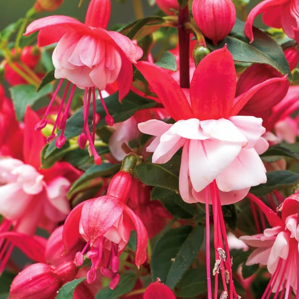 楽天市場】フクシア 苗の通販