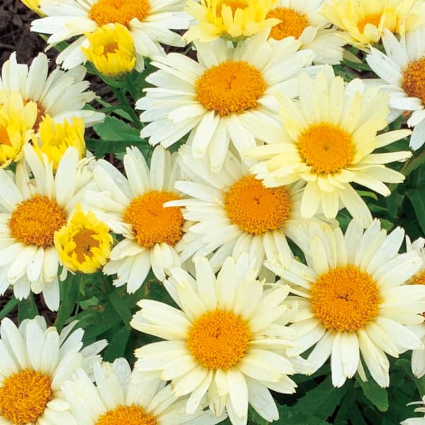 草花の苗/[26年4月上旬予約]シ...