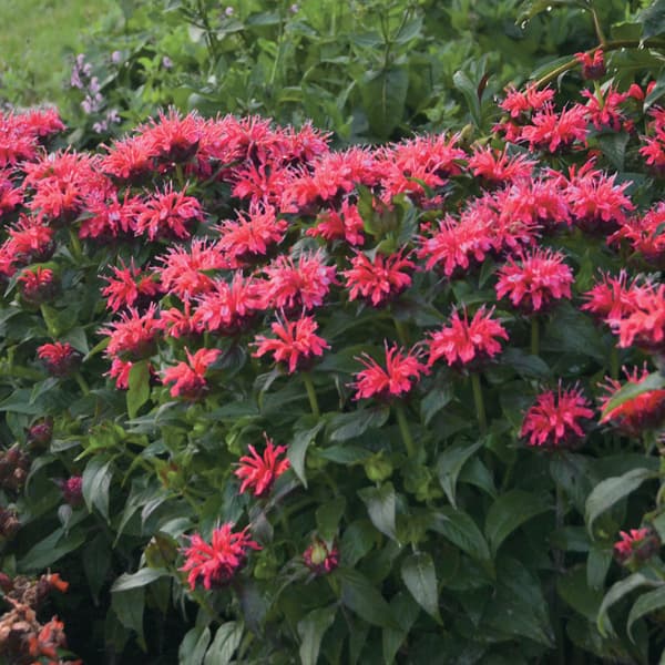 草花の苗/[26年4月下旬予約]モナルダ：シュガーバズ チェリーポップス3.5号ポット