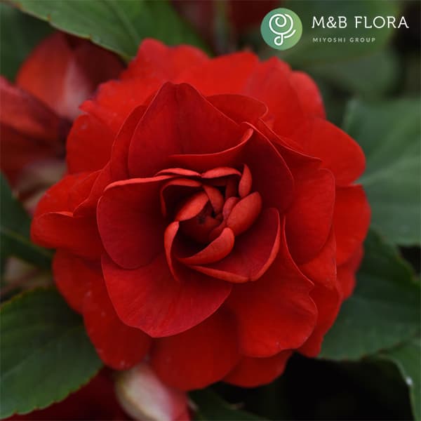 草花の苗/[26年4月上旬予約]フィエスタ+Plus：ダークレッド3号ポット