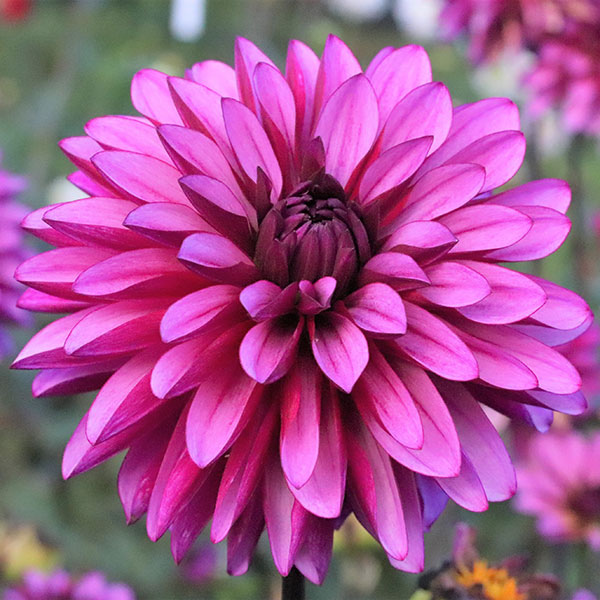 球根/[26年3月中下旬予約]ダリアの球根：（中輪）タンザナイト1球