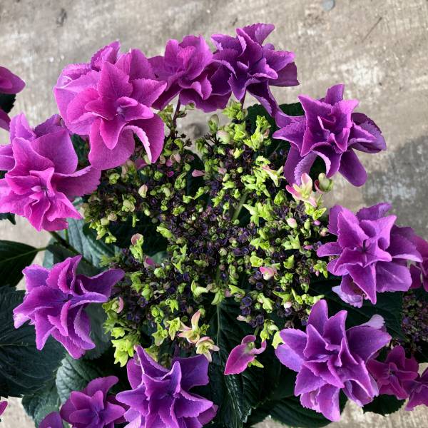 花木 庭木の苗/[26年2月中下旬予約]アジサイ：マドンナバイオレット3.5号ポット