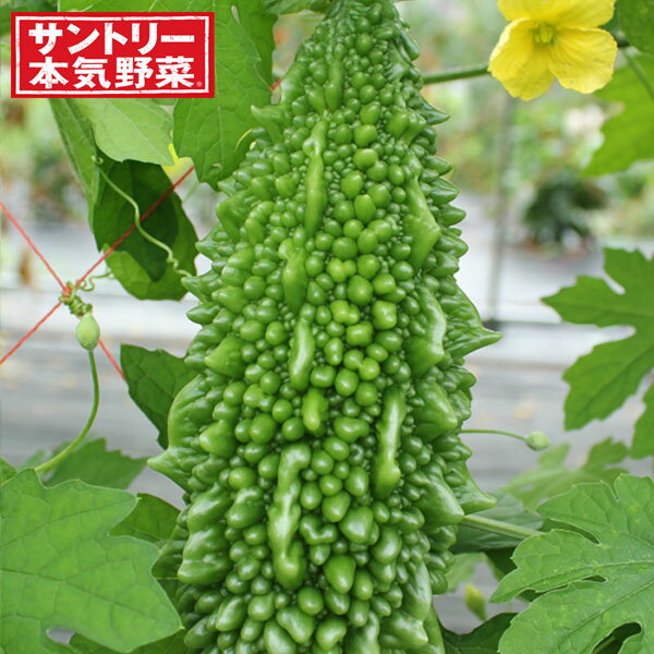 Seedlings （Vegetables） - 野菜の苗/[26年5月中下旬予約]ゴーヤ：ザウルスゴーヤ（苦瓜・ニガウリ）自根苗3号ポット*