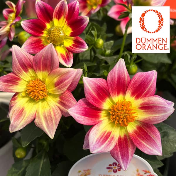 草花の苗/[26年3月中下旬予約]...