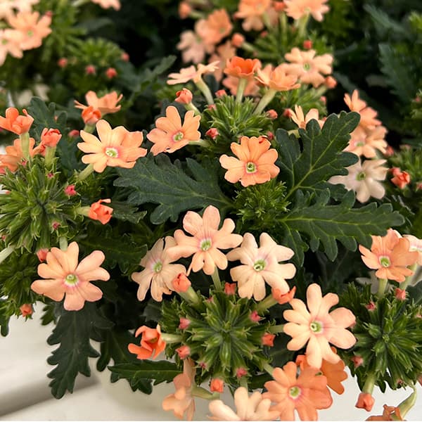 草花の苗/[26年4月下旬予約]バーベナ：コルト ピーチ3.5号ポット