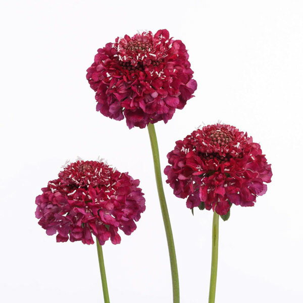 草花の苗/[26年3月中下旬予約]...