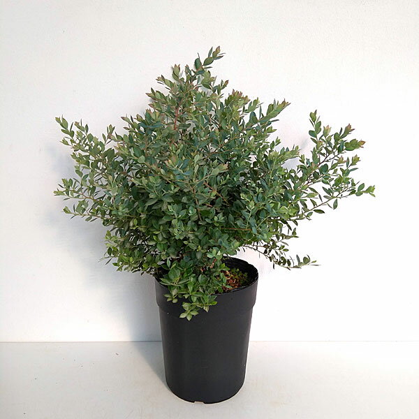 果樹の苗/[25年9月中下旬予約]...