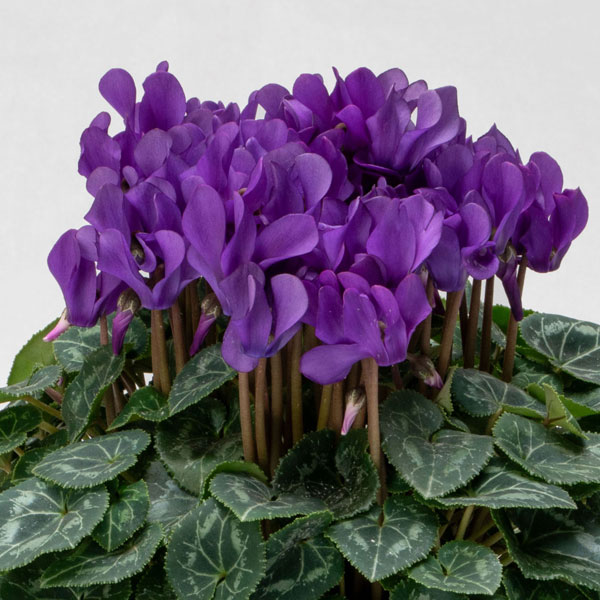 草花の苗/[25年11月中下旬予約]シクラメン：ドラゴン　ディープブルー3.5号ポットのサムネイル