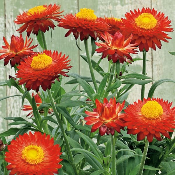 草花の苗/[26年3月中下旬予約]...