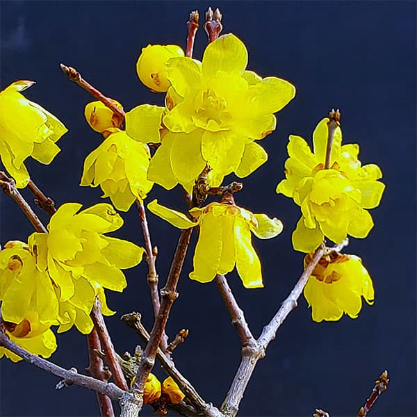 花木 庭木の苗/[25年12月上中旬予約]ロウバイ：尾鈴（オスズ）4～5号ポット