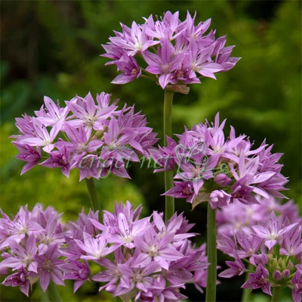 小型 秋植え球根 星型の小花タイプ球根/[26年9月中下旬予約]アリウム：エロス 1球エロスは草丈40〜60cmと花壇の中段にぴったりのアリウム。ラベンダーブルーの優し気な花色です。切り花にも適しています。アリウムはネギやタマネギの仲間の球根植物。主に北半球に広く分布し、寒さに強く育てやすい品種です。大型種、小型種の2タイプに分類されます。花が独特の形なので、花壇などで他の草花と合わせて植えると存在感があります。学名Allium Erosタイプネギ科（ユリ科）アリウム属の耐寒性球根植物植付け適期10月〜11月開花時期5月〜6月草丈40〜60cm用途庭植え、鉢植え日照日なた栽培方法：日当たり、排水の良い場所に植え付けてください。寒さに強いので、冬場は特に管理は不要です。花が終わったら花がらをすぐに取り、来年の為に肥料を与え球根を大きくしてあげて下さい。写真は開花時のイメージです。★バラ球を無地袋に詰めた状態でお届けします。カラーラベルは付いていません★※球根の表皮が剥けていたり、細かな傷がある場合がございます。生育には支障ありませんので予めご承知おきください。■9月中旬〜9月下旬頃のお届けの予約販売です。・出荷開始予定：2026年9月中旬〜・注文締切日：2026年9月14日（月）午前7時まで・「9月中下旬予約」カテゴリ以外の商品とはご一緒にご注文いただけません。（商品名の頭に「[26年9月中下旬予約]」が付いている商品となります）・ご注文同士をおまとめすることはできません。送料はそれぞれにかかります。・お届け日のご案内は2026年9月15日（火）以降にメールにてお知らせします。お届け日指定はお受けできませんが、曜日や時間帯のご指定は承ります。（受信できるアドレスにてご注文お願いします。）・品種・作柄によりお届け時期が変更になったり、お届けできなくなる場合がございます。[26年9月中下旬予約]アリウム：エロス 1球の栽培ガイド秋植え球根のダブルデッカー植え球根の植付け秋植え球根【秋植え球根】植えつけ深さの目安