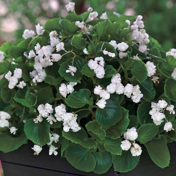 草花の苗/[26年4月上旬予約]ベゴニア：ボンボリーナ　