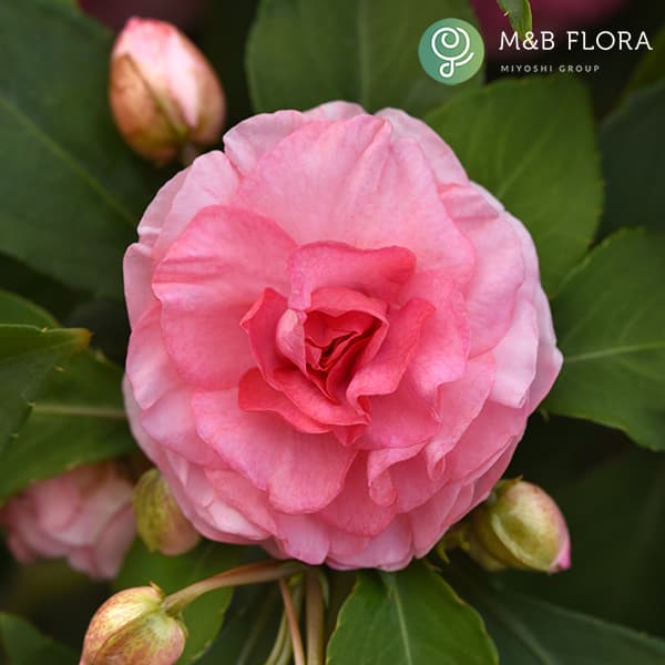 草花の苗/[26年4月上旬予約]フィエスタ+Plus：ピンクラッフル3号ポット