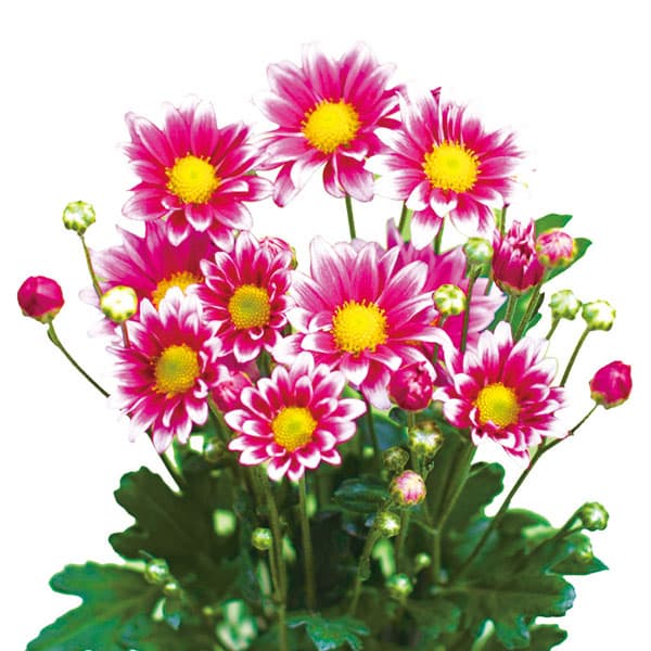 ��֤���/[26ǯ3���沼��ͽ��]5��餭����ե뾮�ơ����ޡ�����ǥ�2.5��ݥå�[��դ˿������5����鳫�֤�����餭����]