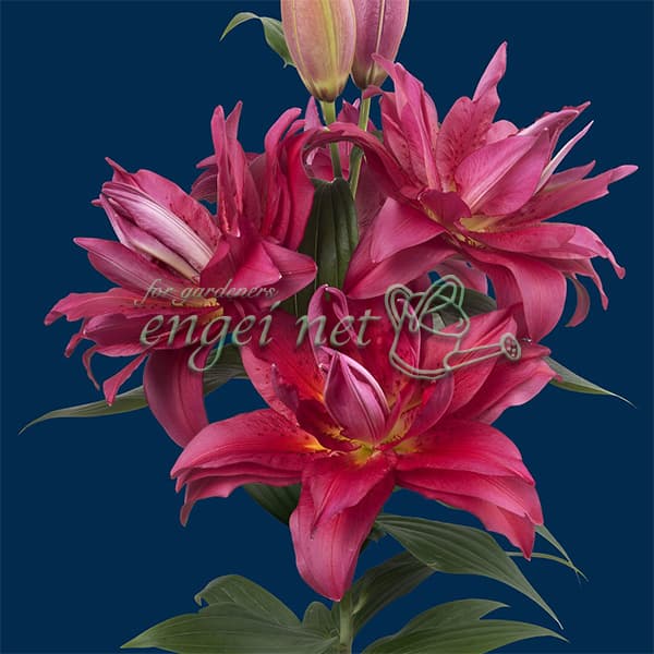 楽天市場】八重咲きオリエンタルリリーの通販