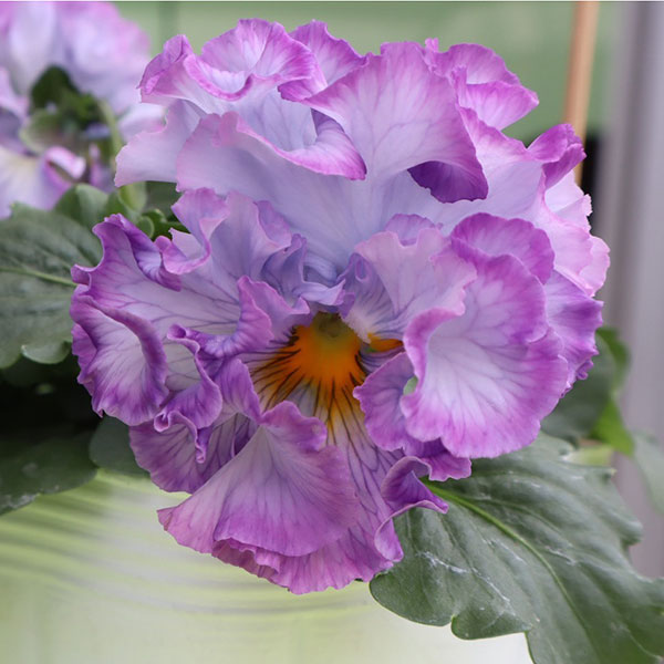 草花の苗/[25年11月中下旬予約]パンジー（フリル咲き）：シュガーボンボン（ブルーパープル系）3-3.5号ポットのサムネイル