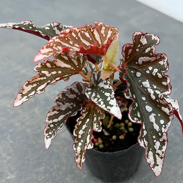 楽天市場】スベゴニアの通販