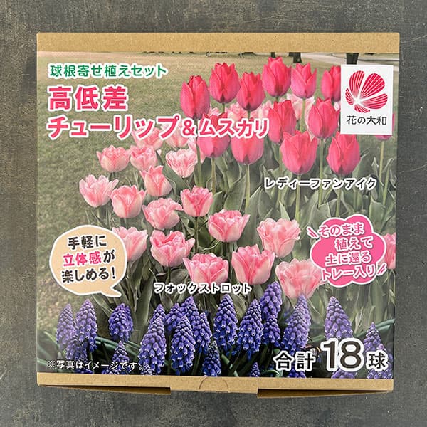 2月〜5月開花球根/[26年10月中下旬予約]球根セット：高低差チューリップ＆ムスカリ 計18球入り手軽に立体感が楽しめる、チューリップとムスカリの簡単栽培セットです！環境にやさしい再生古紙トレーに球根がセットされていますので、そのまま植え込めばお手軽に寄せ植えが楽しめます。※セットする鉢は、直径30cmの丸型プランターがオススメです。植付け適期9-11月開花期2-5月セット内容チューリップ2種（10球）・ムスカリ1種（8球）ご利用前に必ずお読みください。1.本品を水平な場所におき、球根を押さえているスポンジを、そっとはずしてください（球根が引っかかってこないようご注意ください）。2.寄せ植え容器は9つの小さな容器からなり、球根をバランスよく配置しています。お届けします商品によっては一部球根が入っていないところもあります（添付の説明書でご確認ください）。3.お届けまでに容器の中で球根がかたよったり、ひっくりかえったりしている場合があります。付属の説明書を参考に程よい位置に移動してから植え込まれると良いでしょう。※写真は開花時のイメージです。※球根の表皮が剥けていたり、細かな傷がある場合がございます。生育には支障ありませんので予めご承知おきください。■10月中旬〜10月下旬頃のお届けの予約販売です。・出荷開始予定：2026年10月中旬〜・注文締切日：2026年10月12日（月）午前7時まで・「10月中下旬予約」カテゴリ以外の商品とはご一緒にご注文いただけません。（商品名の頭に「[26年10月中下旬予約]」が付いている商品となります）・ご注文同士をおまとめすることはできません。送料はそれぞれにかかります。・お届け日のご案内は2026年10月13日（火）以降にメールにてお知らせします。お届け日指定はお受けできませんが、曜日や時間帯のご指定は承ります。（受信できるアドレスにてご注文お願いします。）・品種・作柄によりお届け時期が変更になったり、お届けできなくなる場合がございます。[26年10月中下旬予約]球根セット：高低差チューリップ＆ムスカリ 計18球入りの栽培ガイドチューリップの球根の植えつけ方法秋植え球根のダブルデッカー植え小球根のネット植え球根の植付け秋植え球根プランターに何個のチューリップ球根を植えますか？