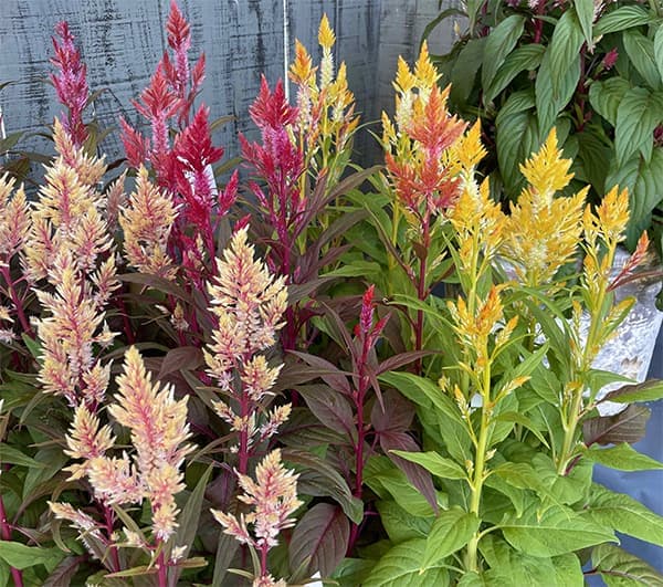 草花の苗/[25年9月中下旬予約]セロシア（ケイトウ）：霧島の秋　おまかせミックス3.5号ポットgのサムネイル