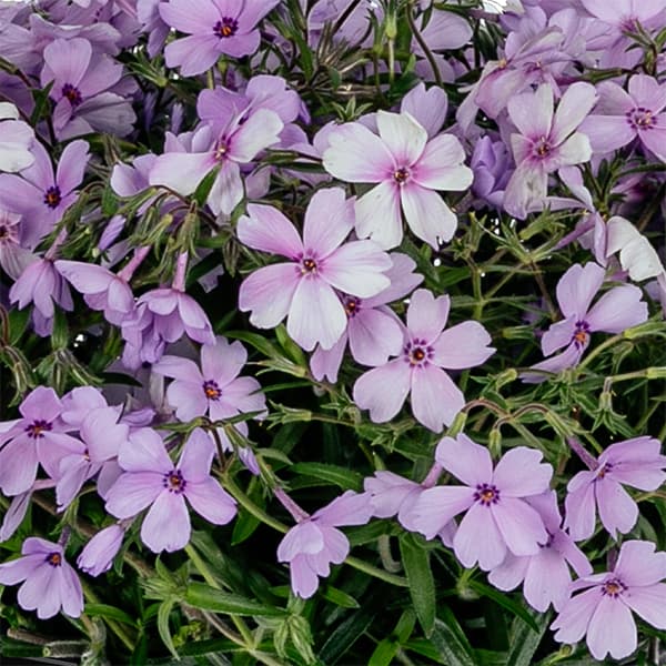 草花の苗/[26年2月中下旬予約]倍咲く芝桜（シバザクラ）：ウッドランダー ペリウィンクル3号ポット