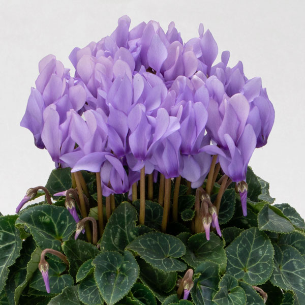 草花の苗/[25年11月中下旬予約]シクラメン：ドラゴン　ライトブルー3.5号ポットのサムネイル