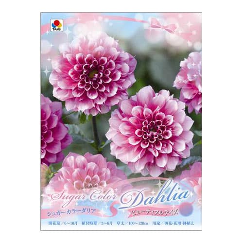 球根/[26年3月中下旬予約]ダリア：シュガーカラーダリア ビューティフルデイズ1球入り