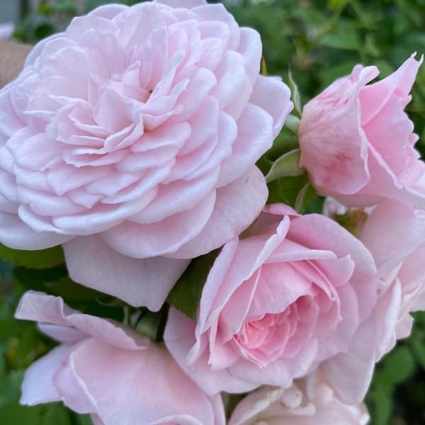 バラの苗/[25年1月中下旬予約]四季咲中輪バラ：ファルセット大苗