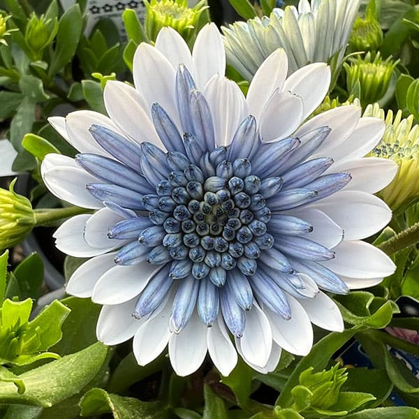 楽天市場】オステオスペルマム（花の苗物｜苗物）：ガーデニング・農業