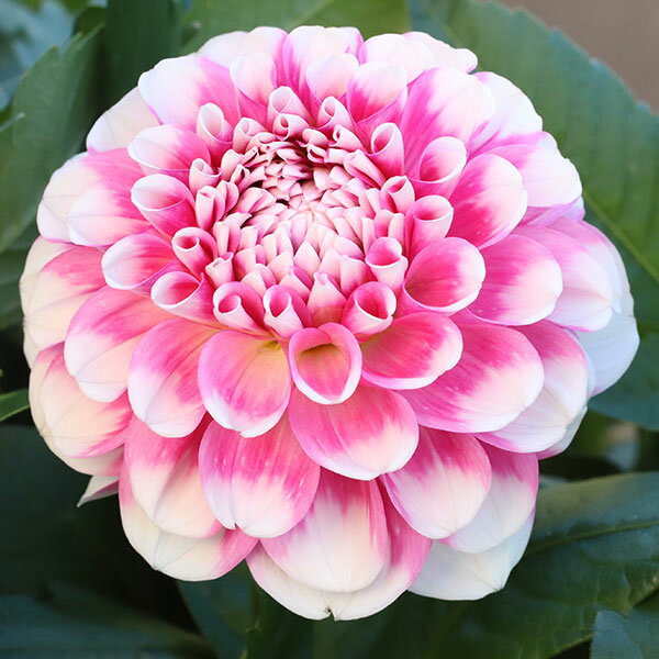 球根/[26年3月中下旬予約]ダリアの球根：（中輪）ペアリング1球