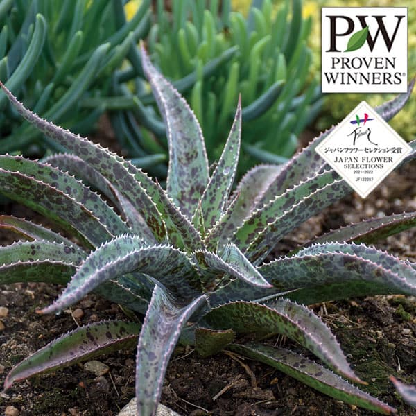 観葉植物/[26年4月下旬予約]マンガベ：フレックルアンドスペックル3号ポット