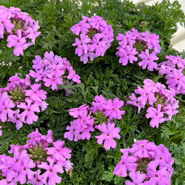 草花の苗/[25年9月中下旬予約]...