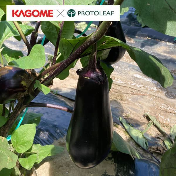 Seedlings （Vegetables） - 野菜の苗/[26年5月中下旬予約]ナス：カゴメ 紫中長ナス すなお自根苗3号ポット*