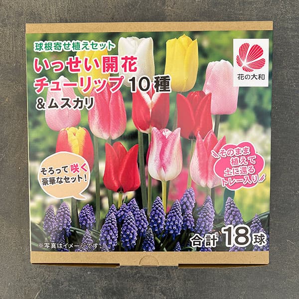 球根/[26年10月中下旬予約]球根セット：いっせい開花！チューリップ10種とムスカリ8球セット（計18球）