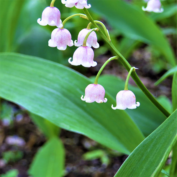 球根/[25年12月上中旬予約]スズラン：桃花種　裸苗2株袋詰め