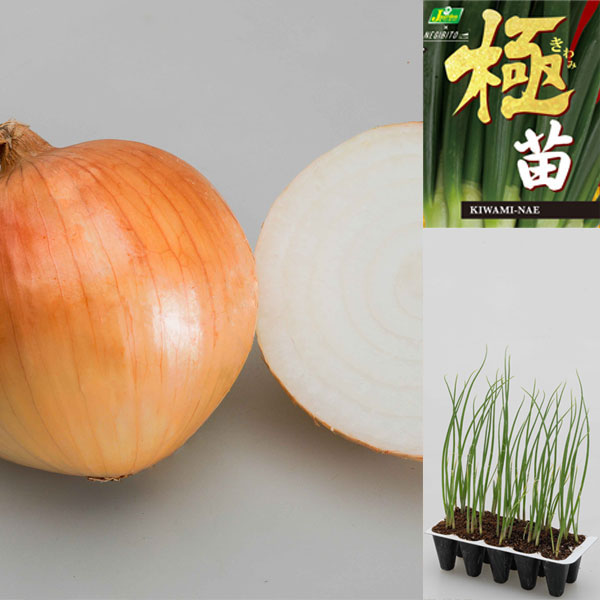 中生種 カネコ種苗野菜の苗/[26年10月中下旬予約]玉ねぎプラグ苗：極苗：黄玉ねぎ 万能タイプ 超ジャンボ10セル（15本前後）驚きの活着力！カネコ種苗（株）とねぎびとカンパニー（株）が共同開発した、今までの常識を覆す玉ネギ苗です。水切り技術を用いたプラグ苗で驚きの活着力を実現。束苗に比べ根つきが抜群によいので、圧倒的に収穫率が高くなります。目指したのは「植えたら100％失敗しない」苗。ご購入後日数が経ってからでも植えられます。束苗を買って植え付け前に枯らして失敗した、という方にもおすすめです。※極苗植え付けの注意1つのセルから2本の苗が出ているものは、そのまま植えても2玉出来上がります（収穫サイズに多少のばらつきがありが出ます）。1本1本にばらして植える場合は、根を切らないように注意して下さい。超ジャンボ（中生タイプ）（KETA-010）・適切な管理を行うことで1球が500gを超える、ジャンボサイズの黄金玉ねぎです。・歯切れがよくジューシーな肉質で、辛みが少なく強い甘みがあります。・一般的な玉ねぎの1.5倍以上の大きさになるため、肥料をたっぷり与えてください。※収穫サイズは栽培管理・環境によって異なります。科名：ユリ科植え付け適期：10月中旬-収穫: 5月中旬-6月中旬 日照：日向むき※根雪の残る地域での栽培はお控え下さい。 栽培方法：土作りとして、苗の植付け2週間前に苦土石灰を1平米に150g、1週間前に1平米に堆肥3L、有機化成100gを施します。植付け場所は日当たりが良く、排水性と保水性のある土を好みます。定植はうね幅50cm、苗の株間を約15cmで植え付けます。苗の白い部分が少し埋まるくらいに差し込むようにして植え付けます。定植してから約3週間後に化成肥料を与えます。また、生育が盛んになる3月上旬頃に化成肥料を与えます。（この時に中耕、土寄せを）冬の間はワラやモミガラでマルチングをして乾燥しないようにするとよいでしょう。また、根元を踏むことで、霜柱によって苗が持ち上げられる被害も防げます。葉が黄色くなり倒れてきたら収穫の目安です。■10月中旬〜10月下旬頃のお届けの予約販売です。・出荷開始予定：2026年10月中旬〜・注文締切日：2026年10月12日（月）午前7時まで・「10月中下旬予約」カテゴリ以外の商品とはご一緒にご注文いただけません。（商品名の頭に「[26年10月中下旬予約]」が付いている商品となります）・ご注文同士をおまとめすることはできません。送料はそれぞれにかかります。・お届け日のご案内は2026年10月13日（火）以降にメールにてお知らせします。お届け日指定はお受けできませんが、曜日や時間帯のご指定は承ります。（受信できるアドレスにてご注文お願いします。）・品種・作柄によりお届け時期が変更になったり、お届けできなくなる場合がございます。