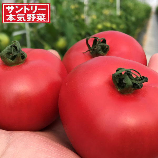野菜の苗/[26年4月下旬予約]トマト：こいあじ中玉自根苗3号ポット