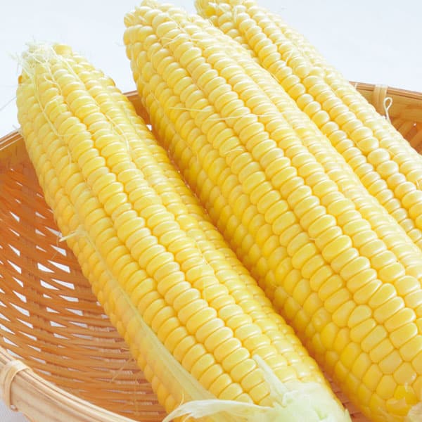 野菜の苗/[26年4月上旬予約]とうもろこし：ゴールドラッシュ自根苗3号ポット