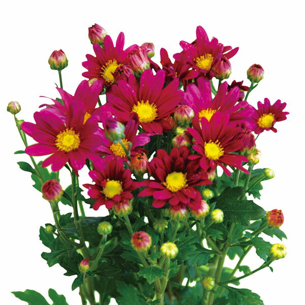 草花の苗/[26年3月中下旬予約]切花菊苗：二度咲き小菊 花火 2.5号ポット