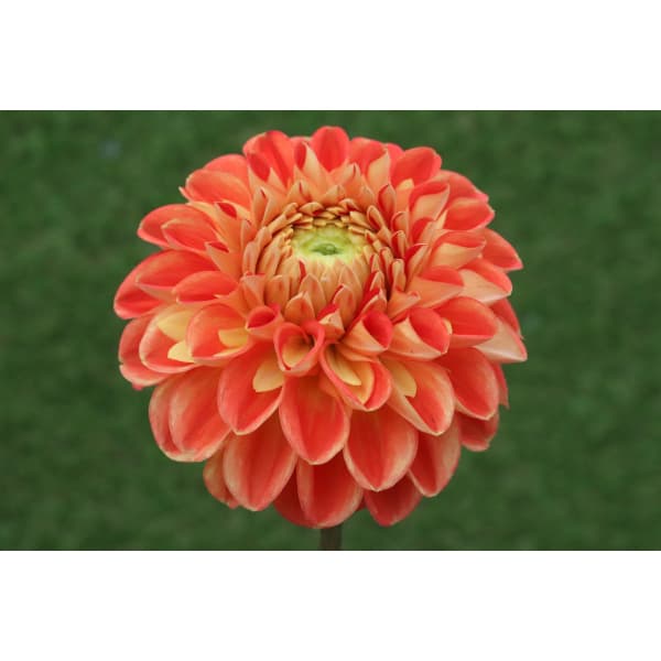 球根/[26年3月中下旬予約]ダリアの球根：（中小輪）ファジーネーブル1球