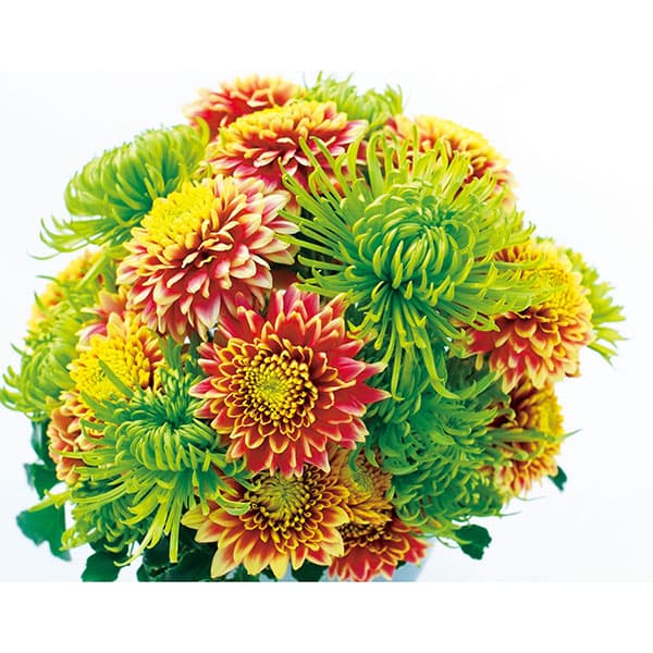 楽天市場】菊 苗（花の苗物｜苗物）：ガーデニング・農業<花・ガーデン