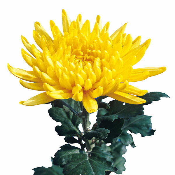 草花の苗/[26年6月中下旬予約]手間なし菊 9月咲き大輪：黄系（天道など） 4号ポット